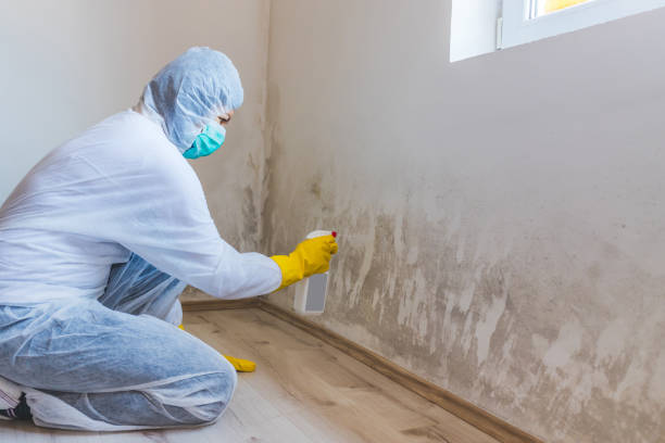 Best Commercial Mold Inspection  in Harrison, MI